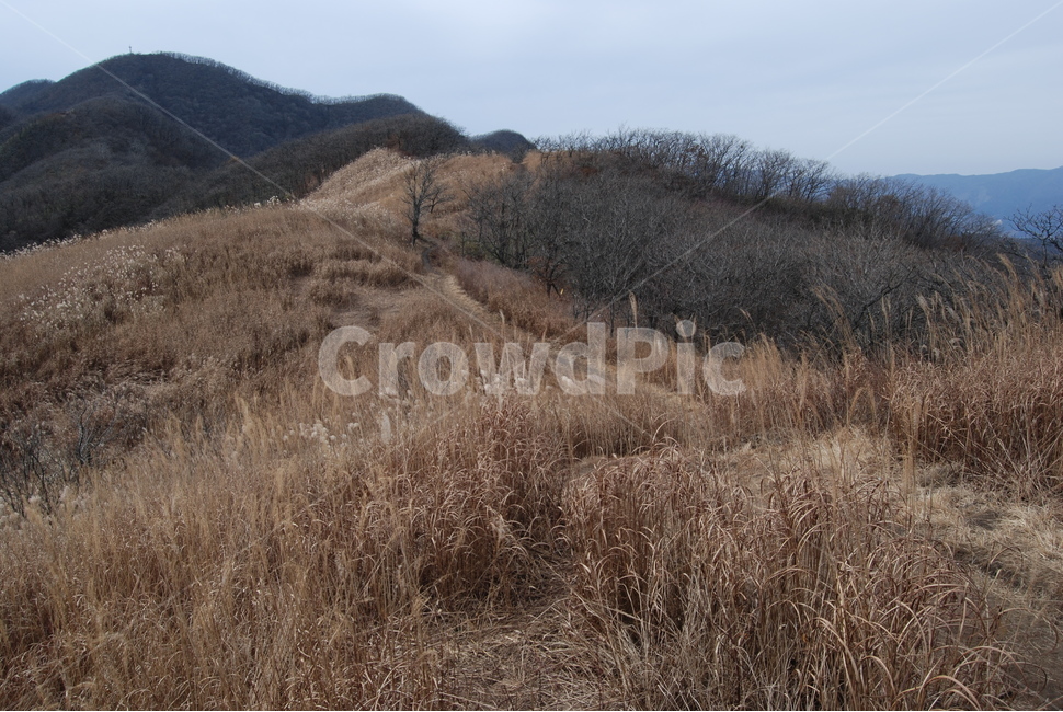 장안산,장수군,100대명산,길,억새,자연,풍경,nature,landscape,한국자연풍경,한국자연경관,korea nature landscape,outdoors,옥외,grassland,목초지,field,들