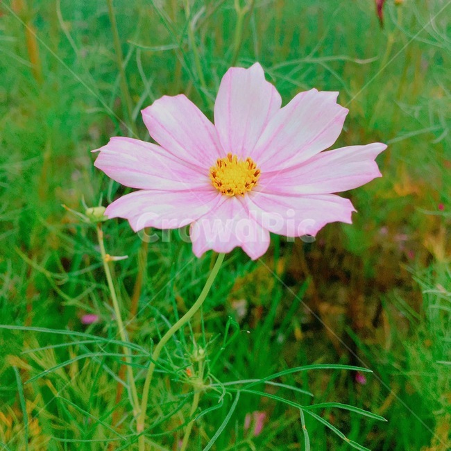 plant,식물,blossom,flower,꽃,daisy,daisies,데이지,코스모스,초록,핑크,노랑,한송이,식물,자연,plants,nature,꽃,flower