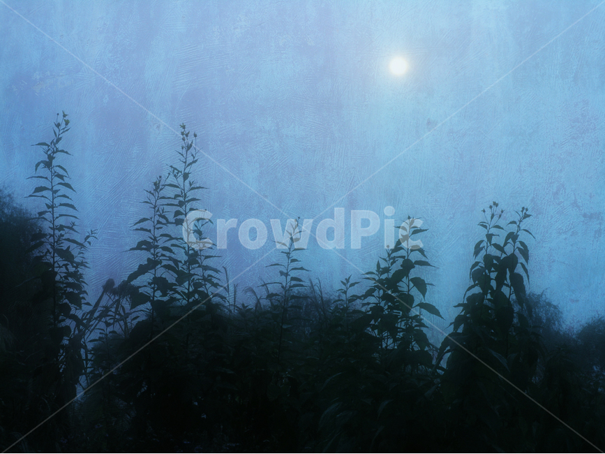 감성,빈티지,안개,식물,태양,해,풍경,feeling,emotion,sensibility,fog,sun,희미한,안개속풍경,텍스쳐,자욱한,새벽,아침,인적없는,분위기,필,느낌,서정적,foggy,야생화,모노톤,monotone,합성사진,합성,effect,식물,자연,plants,nature,빈티지사진,빈티지느낌,빈티지감성,vintage