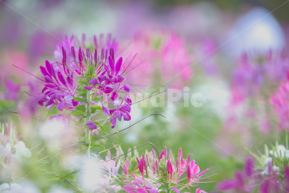 배경흐림,보케,식물,배경,화단,풍접초,한해살이풀,홍자색,꽃동산,공원,park,흰색,꽃잎,꽃대,꽃받침,수술,화원,들꽃,야생화,들풀,꽃,화훼,원예,암술,꽃밭,스파이더플라워,plant,flower,blossom,식물,자연,plants,nature,꽃,flower