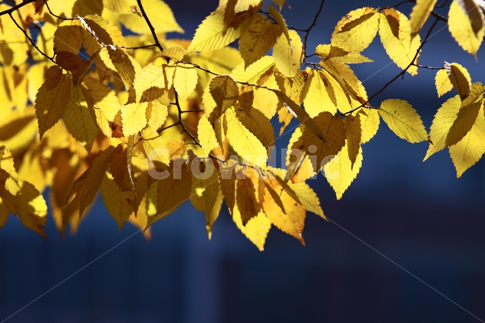 봄,자연,자연풍경,풍경,나뭇잎,식물,가을,계절,fall,autumn,season,식물,자연,plants,nature,plant,leaf,잎,veins,정맥