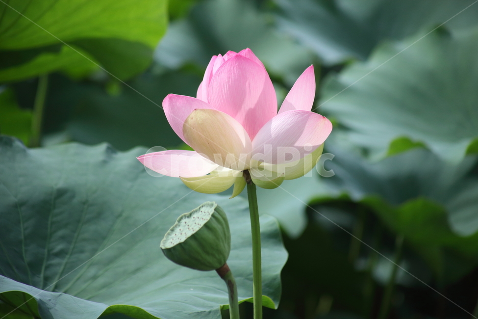 연,연꽃,수생식물,꽃,lotus