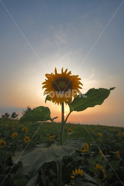해바라기,식물,일몰,석양,자연,풍경,여행,꽃,식물,자연,plants,nature,꽃,flower