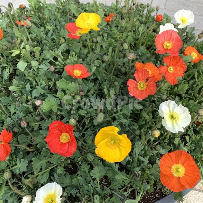 plant,식물,blossom,꽃,flower,geranium,제라늄