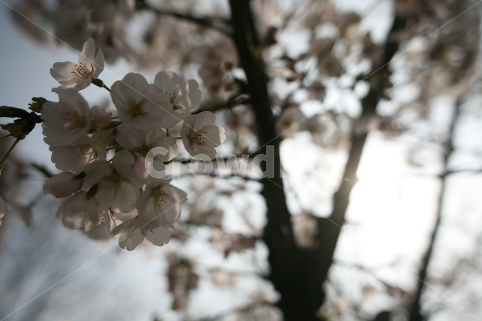 벚꽃,하늘,봄,맑음,꽃,나무,plant,식물,flower,blossom,꽃잎,식물,자연,plants,nature,꽃,flower