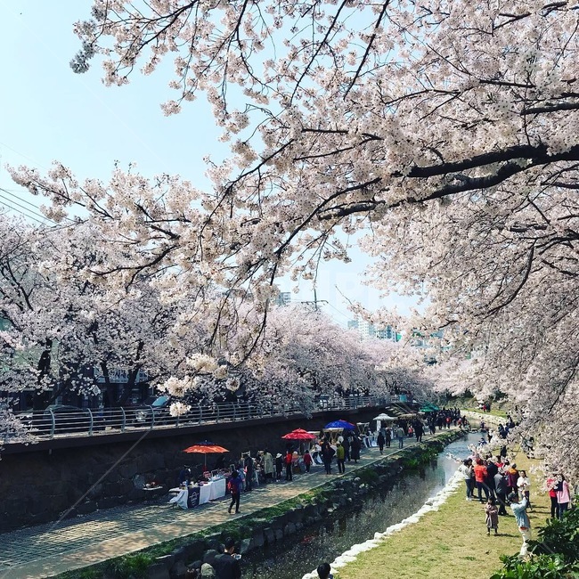 벚꽃,봄날,봄나들이,프리마켓,휴일나들이,봄,계절,spring,season,사람들,대중,군중,other people,crowd,plant,식물