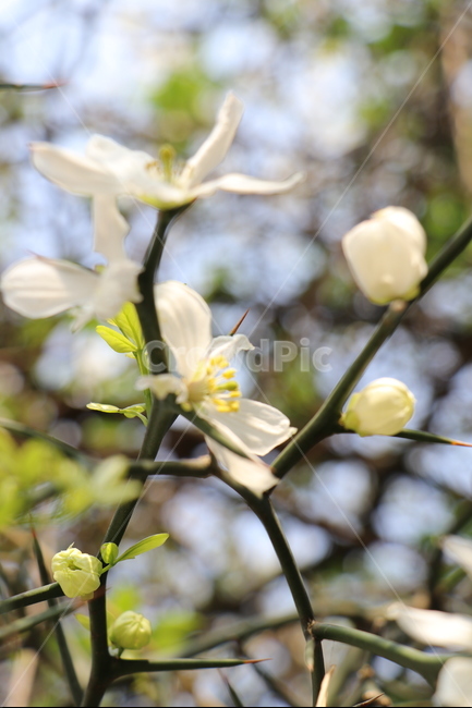 탱자꽃,사월,봄,화잍,봉우리,가시,울타리나무,봄,계절,spring,season,식물,자연,plants,nature,꽃,flower,plant