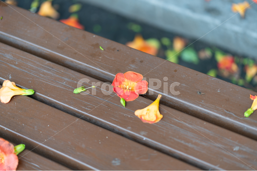 능소화,꽃밭,빨간꽃,flowers,의자,꽃,flower,감성,sensible,feeling