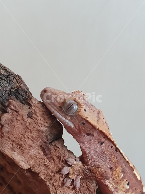 reptile,도마뱀,게코,gecko,크레스티드게코,파충류,파충류,양서류,reptile,amphibian