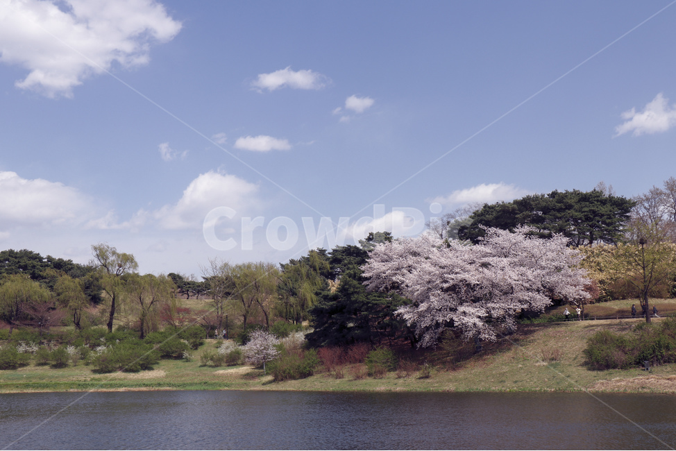 Olympic Park,atmosphere,Cherry Blossom,Korean cityscape,roost,Clean,peaceful,spring,Outing place,healing,sight,park,Rest area,clear,picnic,Jamsil,seoul,warm,korea,comfortable,Korean urban landscape,Picnic place