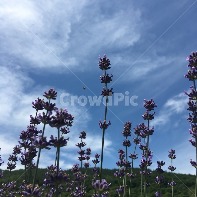 라벤더,보라색,파란,하늘,허브,식물,자연,plants,nature,꽃,flower