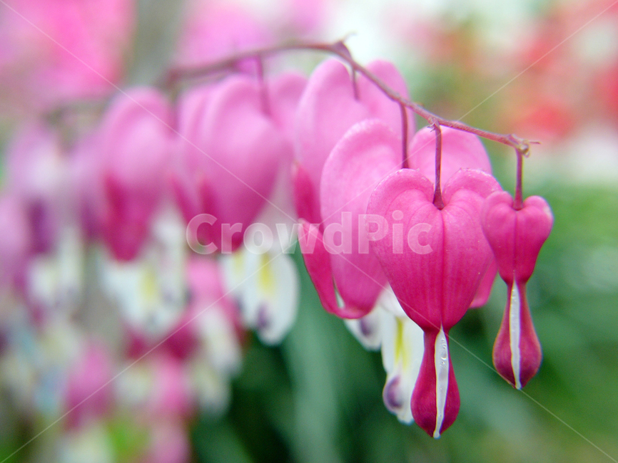 금낭화,꽃,식물,화단,금낭화기르기,식물,자연,plants,nature,꽃,flower