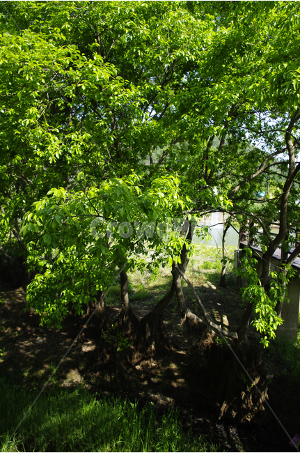 나무,풍경,풍광,초록,자연,color,숲,식물,자연,plants,nature,나무,trees,wood
