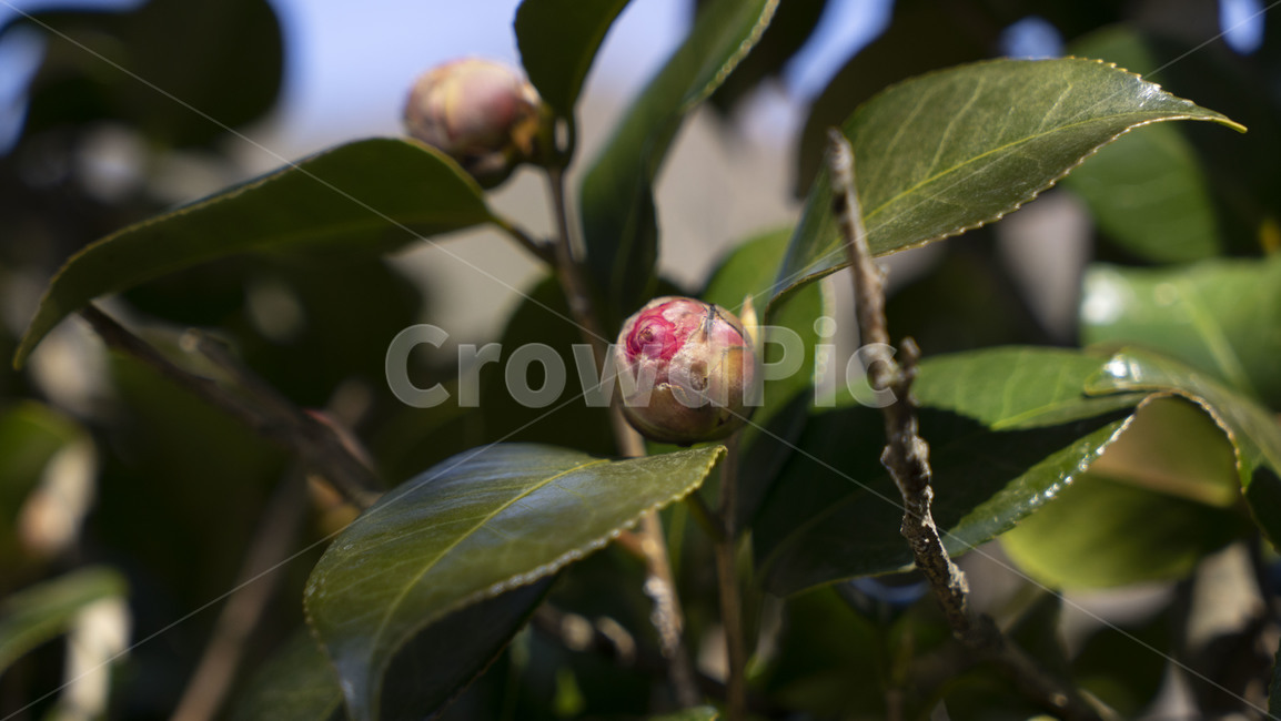 flower,plant,식물,bud,싹,sprout,blossom,꽃,동백,식물,자연,plants,nature