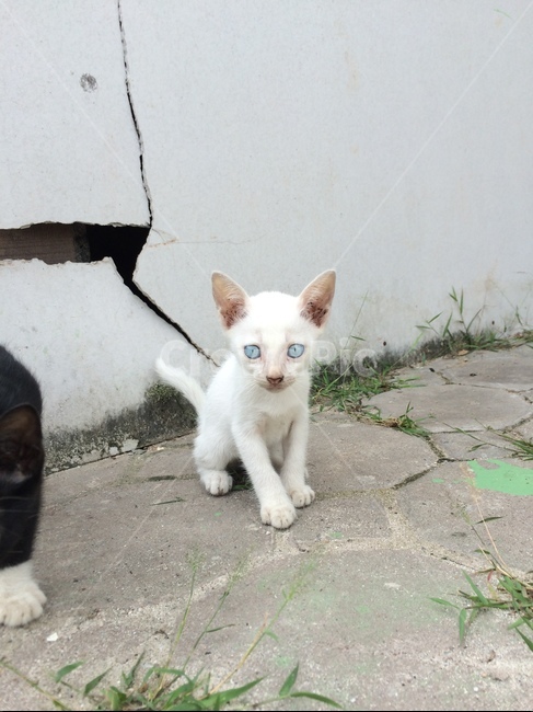 길고양이,고양이,동물,길냥이,아기고양이,동물,animal,포유류,mammal,고양이,cat,kitten,kitty