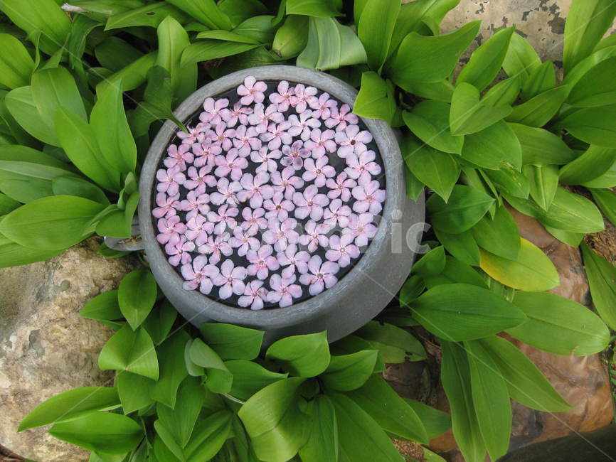 plant,식물,pottery,도기류,pottedplant,화분,vase,jar,항아리,꽃,보라꽃,purple,분홍,꽃송이,blossom
