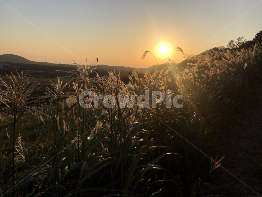 노을,가을제주,억새,빛,갈대,가을,계절,fall,autumn,season,grass,잔디,plant,식물,light,flare,플레어
