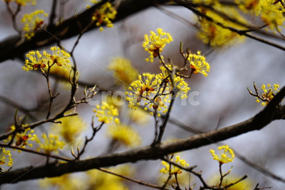 산수유,봄꽃,한국자연,꽃,꽃사진,플라워,flower,봄,spring,식물,plants,자연,nature,풍경,landscape,계절,season,snap,스냅,접사,macro,closeup,클로즈업,감성사진,감성,힐링,healing,느낌,feel,feeling,꽃밭,화단,나무,나뭇가지,tree,꽃봉오리,4월,April,봄,계절,spring,season,식물,자연,plants,nature,꽃,flower,plant