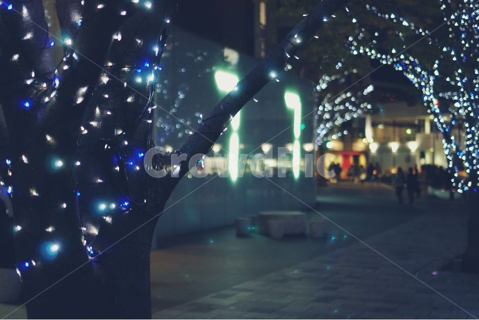 보케,boke,전구,전등,크리스마스,christmas,밤,night,나무,거리,겨울,winter,road,town,도시,city,7,세븐,럭키,lucky,야경,밤,풍경,nightscape,night,landscape,감성,sensible,feeling,light,빛