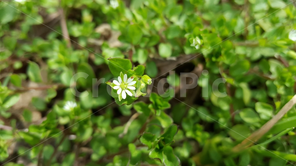 꽃잎10개,이름모를들꽃,자연꽃아름다운꽃,우리나라꽃,우리나라뜰꽃,식물,자연,plants,nature,꽃,flower