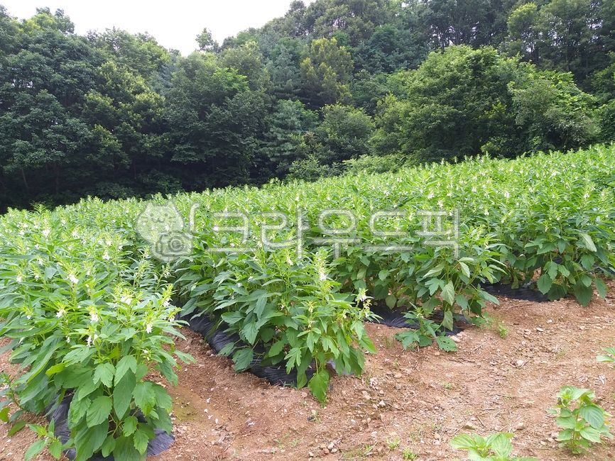 참깨,모종,참깨꽃,참깨재배,참기름