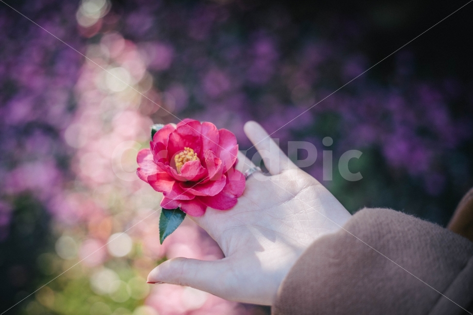 동백,카멜리아,제주,제주도,위미동백군락,식물,자연,plants,nature,꽃,flower,사람,인물,인간,human,person,신체일부,몸,body,감성,sensible,feeling