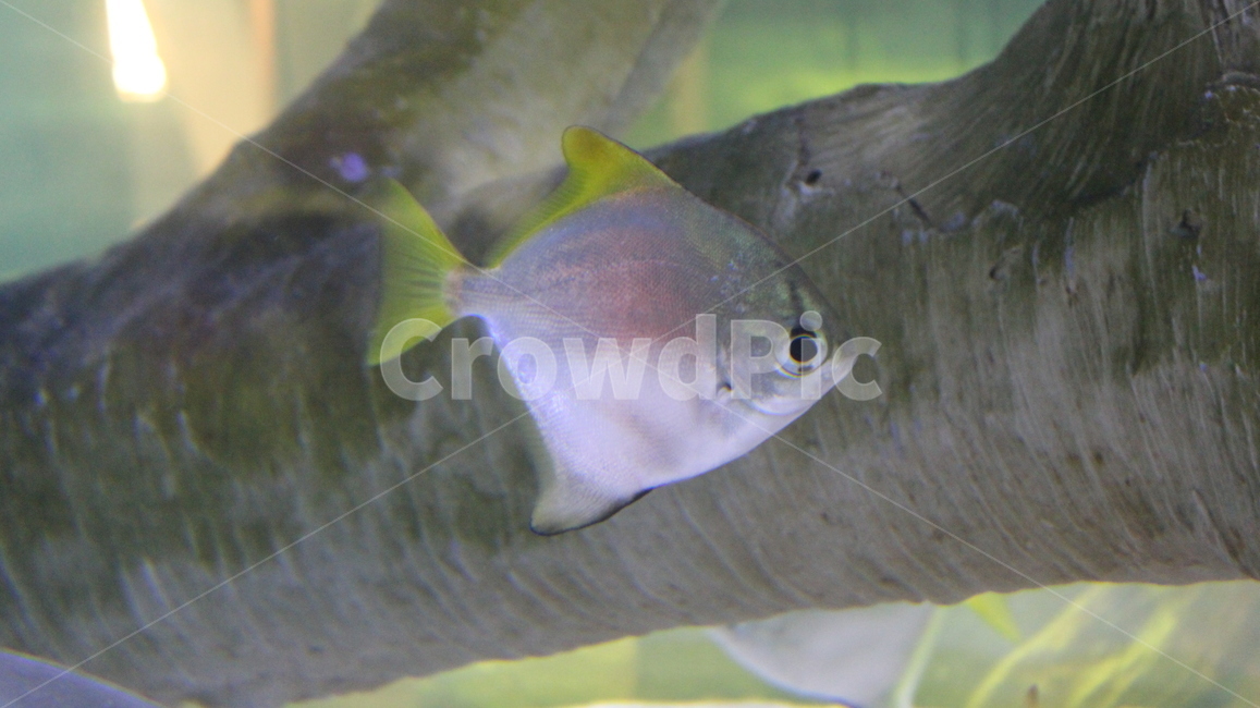 열대어,물고기,물,fish,tropicalfish,aquarium,아쿠아리움,물속,동물,animal,어류,물고기,fish