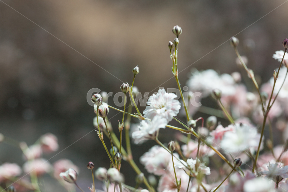 꽃,꽃병,화병,flower,flowers,식물,자연,plants,nature,꽃,flower,감성,sensible,feeling