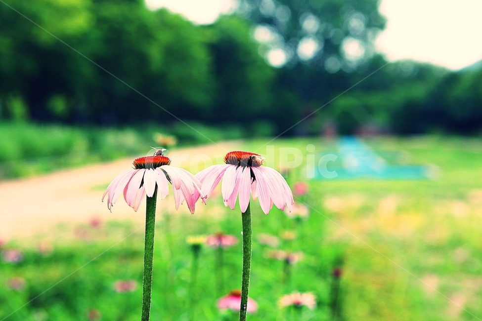 에키네시아,꽃,꽃잎,식물,여름,계절