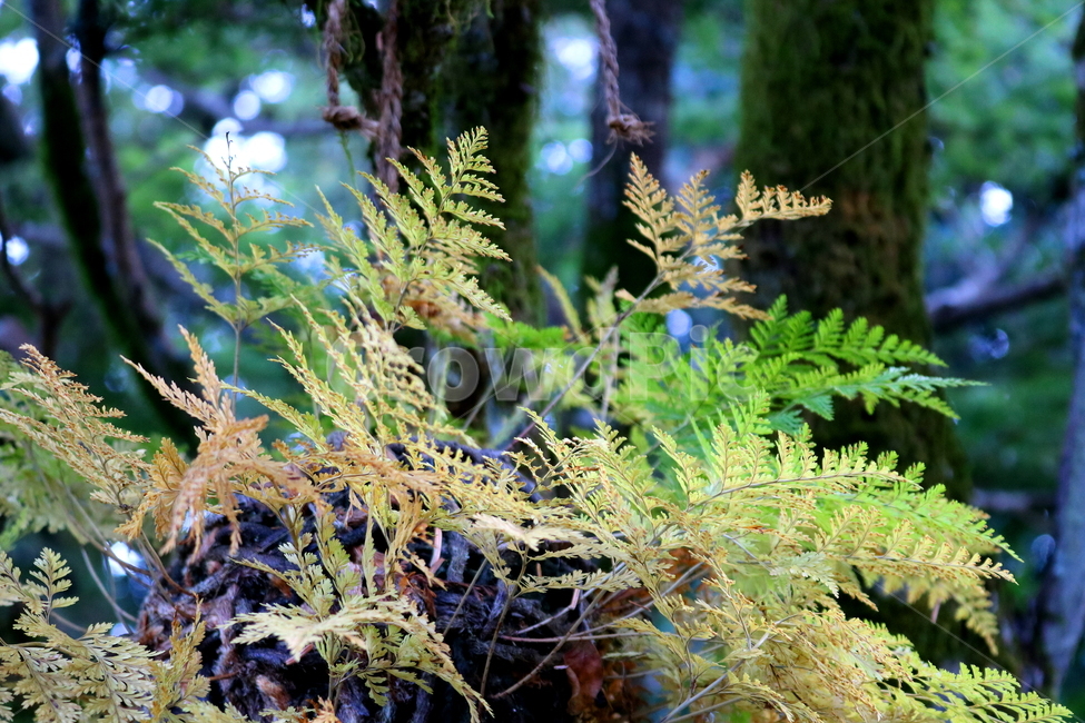 고사리,나물,식물,자연,들풀,풀,원예,관상용,나무,식물,자연,plants,nature