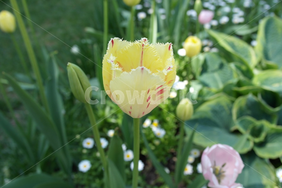 plant,식물,flower,blossom,꽃,수목원,정원,박람회,튤립