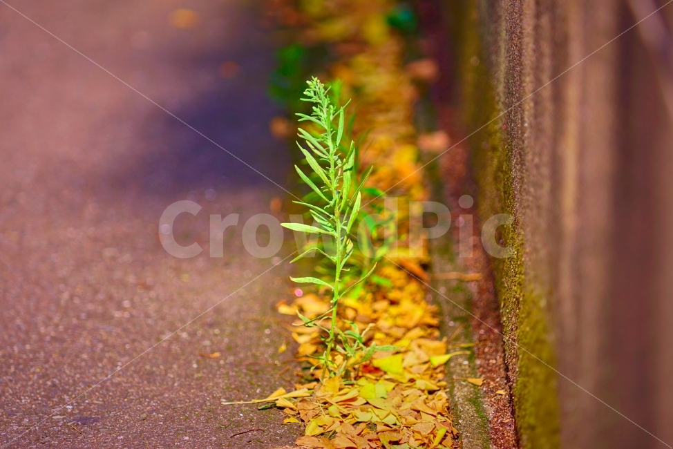 산책,길가,풀,잡초,혼자,가을,계절,fall,autumn,season,식물,자연,plants,nature,감성,sensible,feeling,ground,바닥,plant,tree,나무