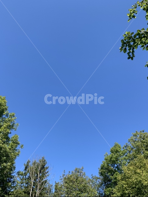 파란하늘,하늘,sky,skyblue,나무,tree