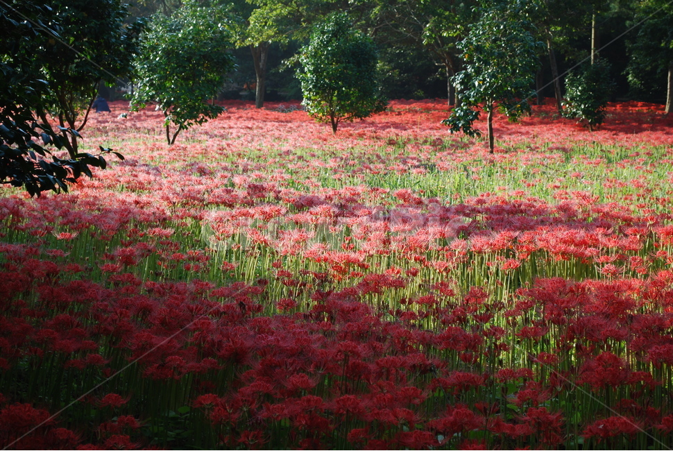 영광,불갑사,상사화,꽃무릇,꽃무릇축제,상사화축제,자연,풍경,nature,landscape,식물,plants,꽃,flower,tree,나무,plant