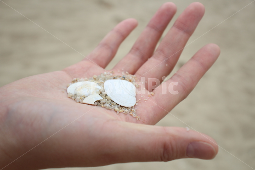 조개,바다,해변,손,모래,beach,사람