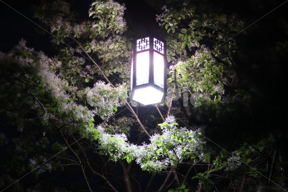 가로등,나무,빛,야경,따스함,야경,밤,풍경,nightscape,night,landscape,식물,자연,plants,nature,꽃,flower