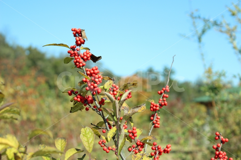 항동철길,푸른수목원,자연,가을,출사,식물,자연,plants,nature
