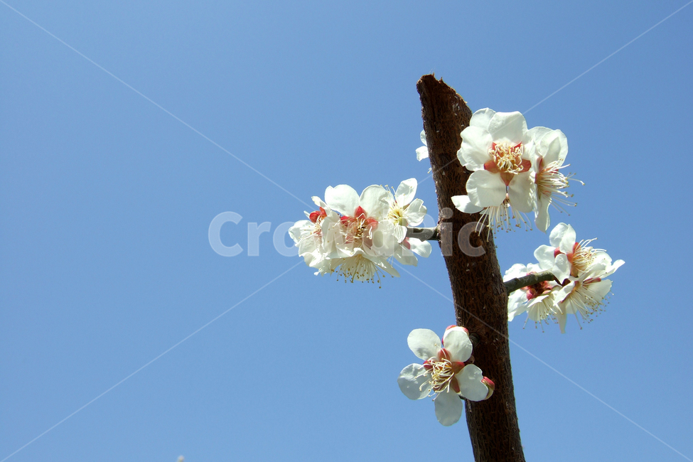 봄,매화,매화마을,광양,하늘,파랑,하양,꽃,봄,계절,spring,season,식물,자연,plants,nature,꽃,flower,plant
