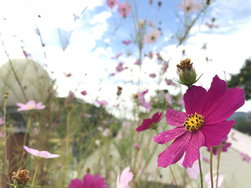 plant,식물,blossom,flower,꽃,화분,pollen,제라늄,geranium,식물,자연,plants,nature,꽃,flower