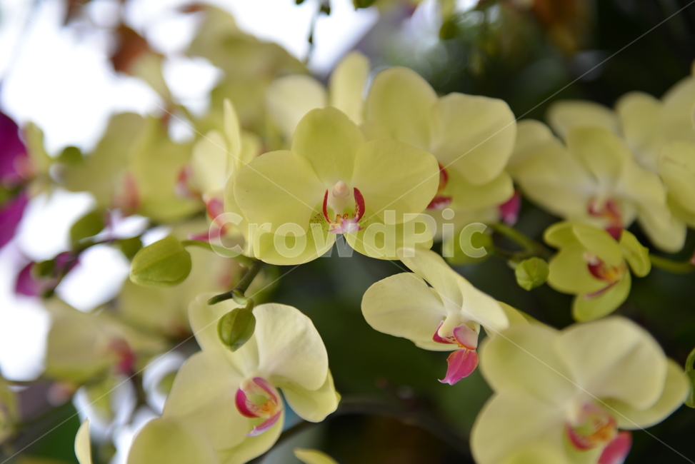 난꽃,plant,식물,꽃,blossom,flower,식물,자연,plants,nature,꽃,flower