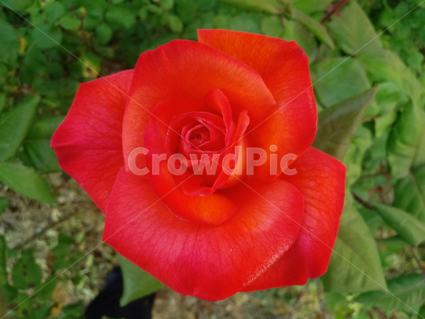 장미,장미꽃,플라워,식물,flower,로즈,꽃