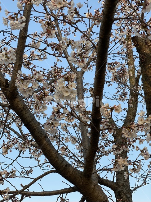 plant,식물,treetrunk,나무줄기,나무,tree