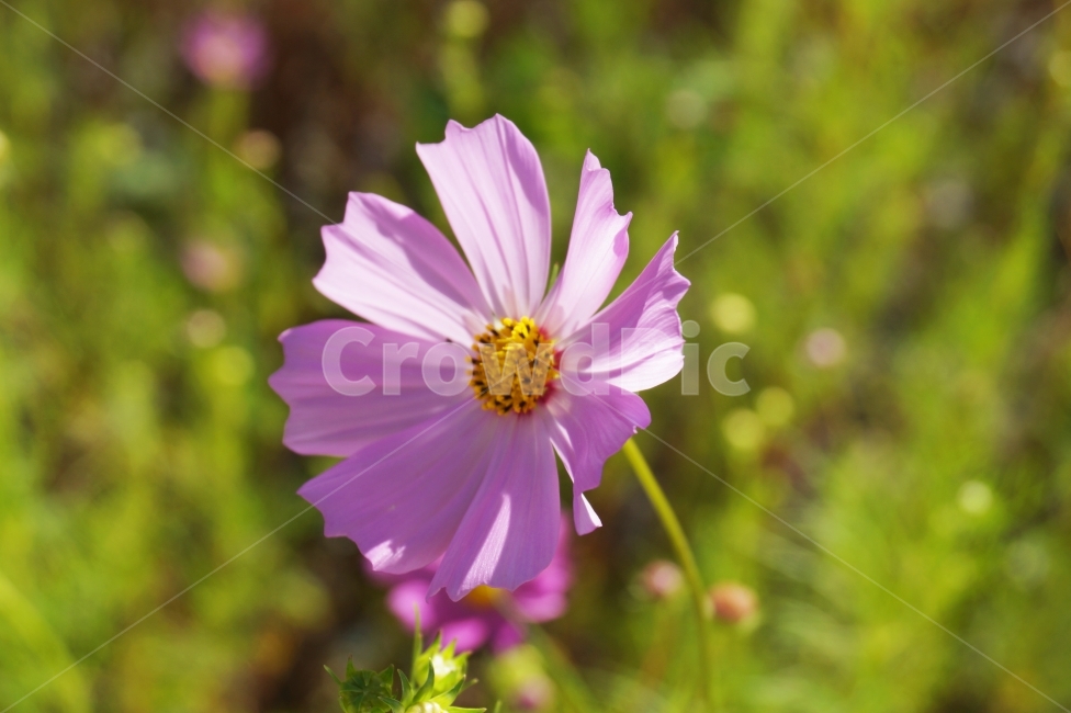 가을,코스모스,들판,꽃,들꽃,flower,한송이,배경,풍경,아웃포커싱,야외,자연,디자인,환경,야생화,가을,계절,fall,autumn,season,식물,자연,plants,nature,꽃,flower,plant