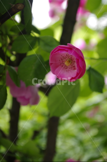 장미,꽃,flower,식물,plant,자연,nature