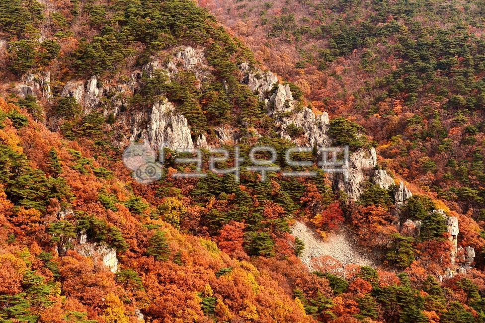 가을,단풍,산,내연산,보경사군립공원,만산홍엽,나무,식물,빨강색,nature,자연,outdoors,옥외,tree,plant