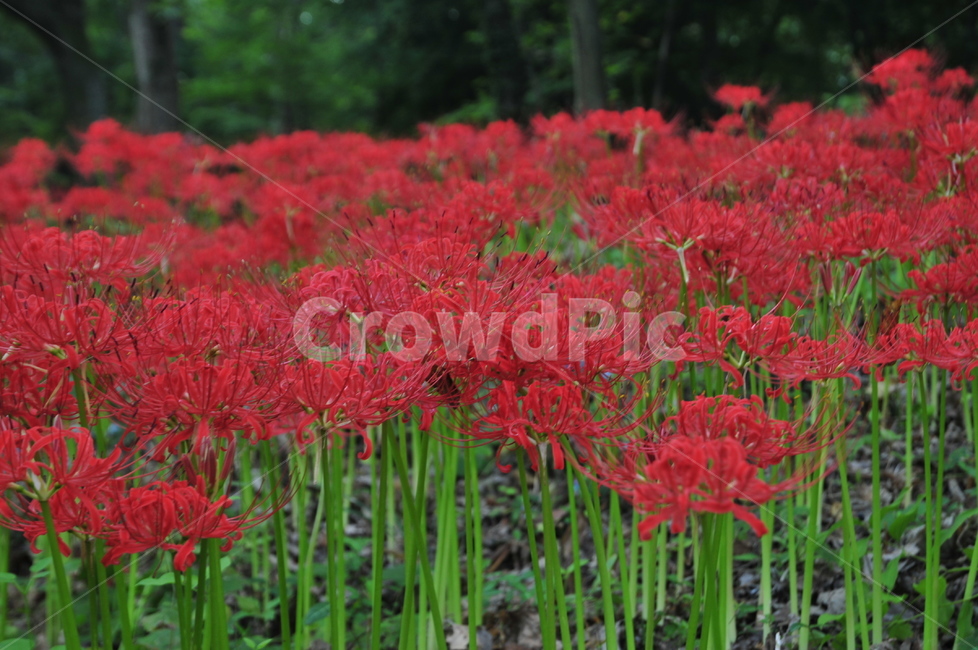 영광,불갑사,상사화,꽃무릇,꽃무릇축제,상사화축제,식물,자연,plants,nature,꽃,flower