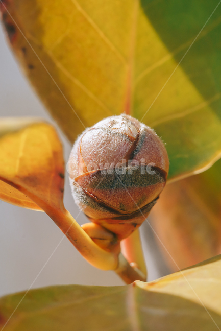 꽃,봄,동백꽃,접사,자연,풍경,spring,flower,nature,beauty,macro,식물,자연,plants,nature