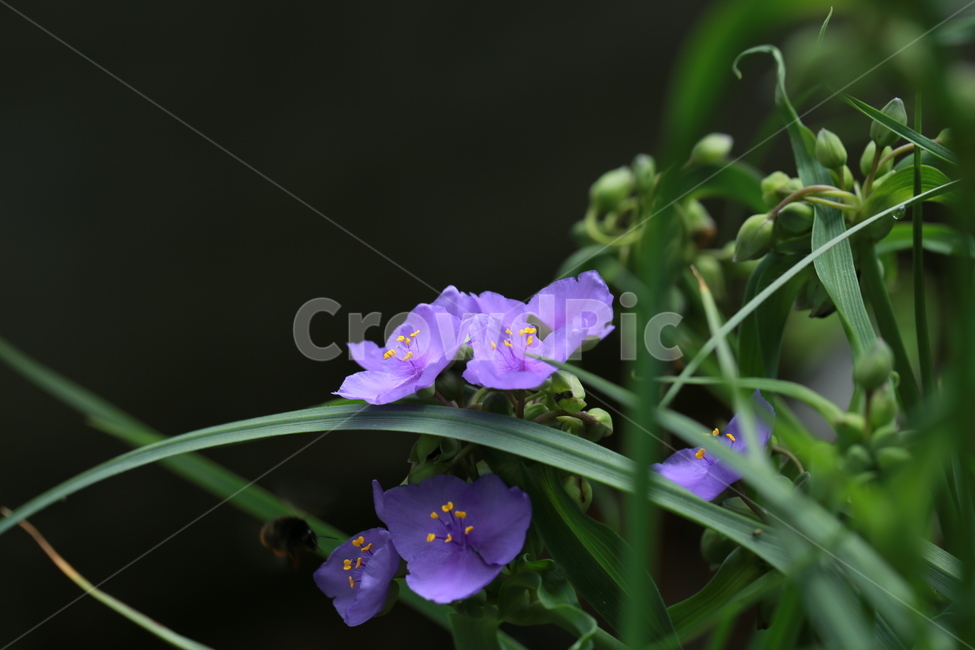 야생화,자주색,들꽃,정원,달개비,꽃,식물,자연,plants,nature,꽃,flower
