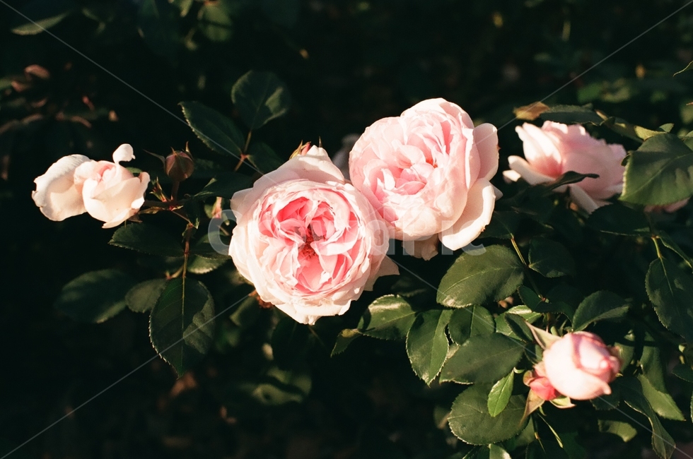 장미,꽃,rose,flower,pink,핑크,분홍,필름,film,낮,day,오후,식물,자연,plants,nature,꽃,flower