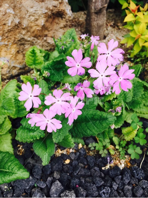 꽃,자연,식물,flower,nature,botany,분홍색,pink,식물,자연,plants,nature,꽃,flower